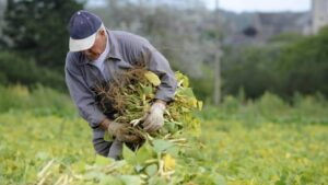 Contribution des sportifs à l’éradication de la faim dans le monde : l’agriculture, une retraite agréable pour les champions