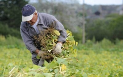 Contribution des sportifs à l’éradication de la faim dans le monde : l’agriculture, une retraite agréable pour les champions